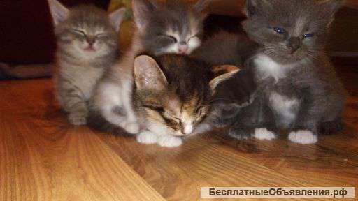 Котята и Котятки в хорошие руки