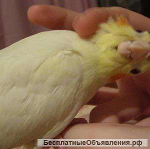Корелла