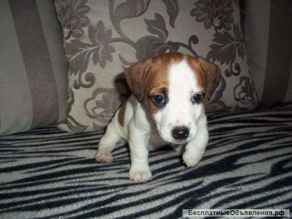 Щенки Джек Рассел терьер