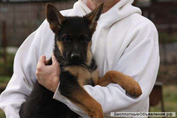 Щенки немецкой овчарки