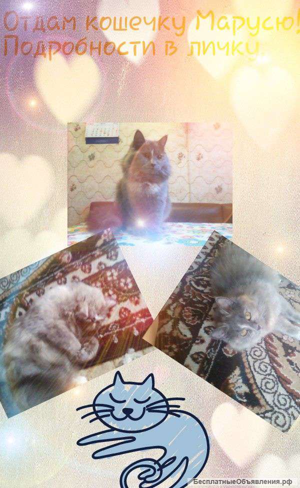 Бесплатно Отдам в хорошие руки бесплатно