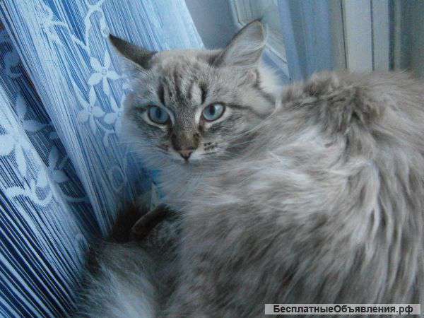 Кошечка сибирка