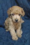 Малый пудель щенки