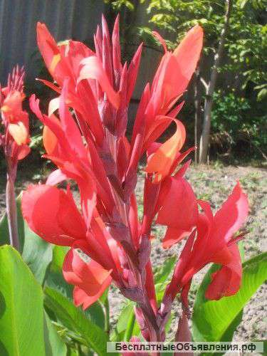 Клубни канны