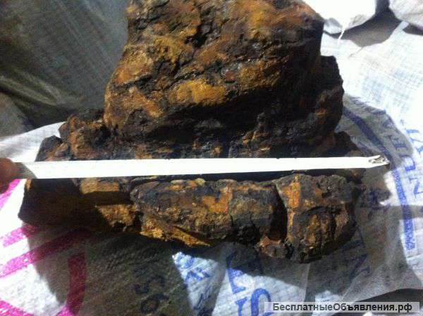 Куплю березовый гриб чагу