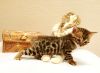 Бенгальские леопардовые котята