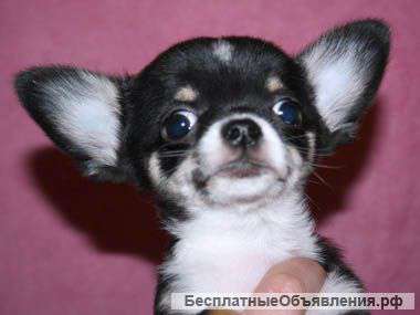 Щенки чихуа-хуа