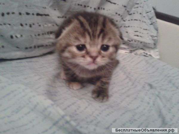 Продаутся шатландские котята