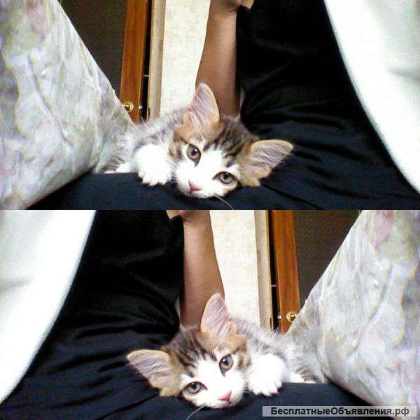 Отдам очень милого котёнка
