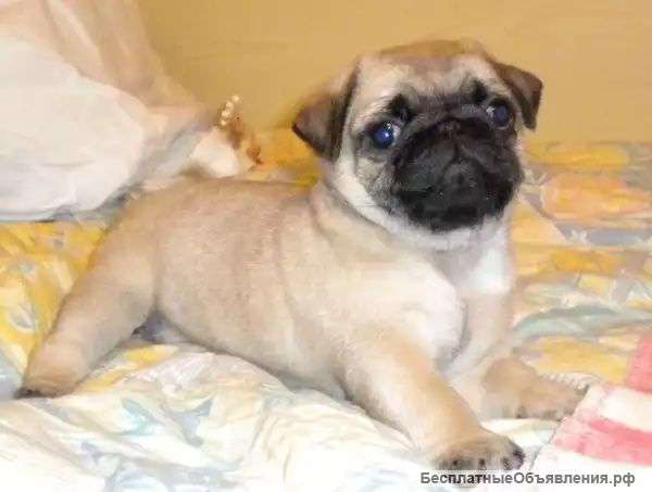 Щенок мопса девочка 3 месяца