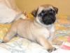 Щенок мопса девочка 3 месяца