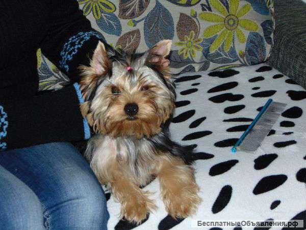 Щенки йорка