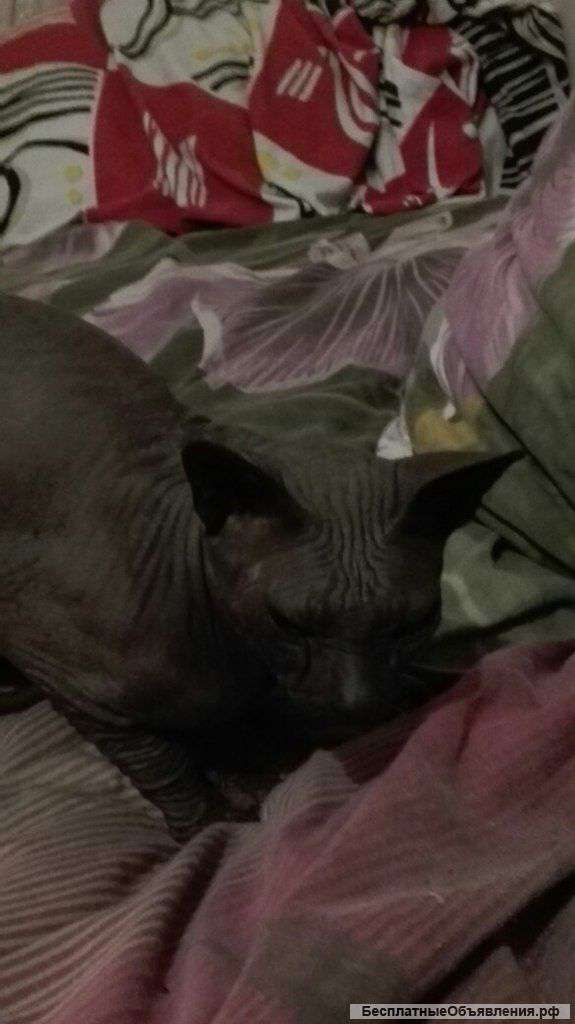 Донской котик ждет невесту в гости