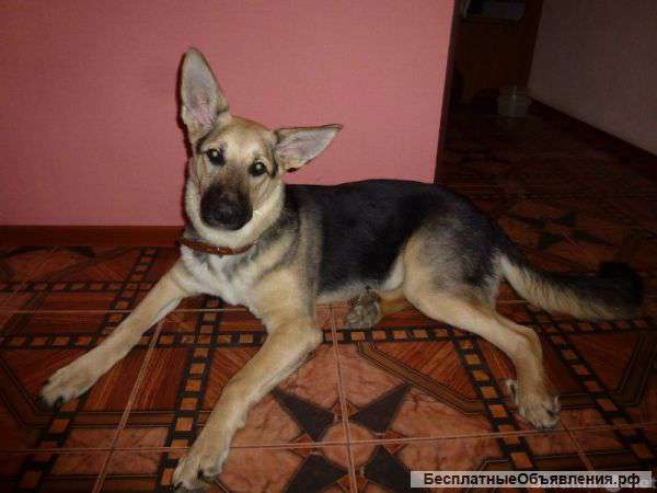 Ищем хозяев для щенков немецкой овчарки