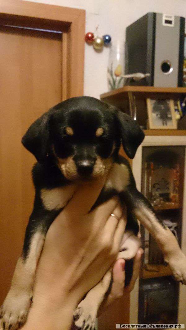 Щенков карликового пинчера