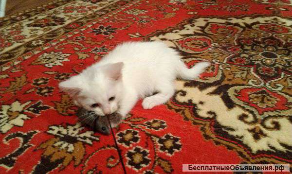 Отдам котят в добрые руки