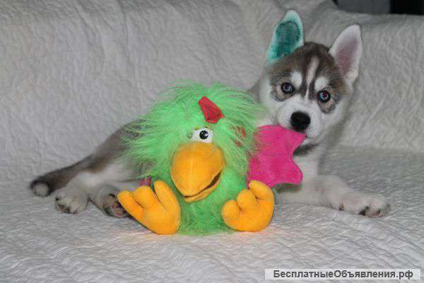 Девочка сибирского хаски