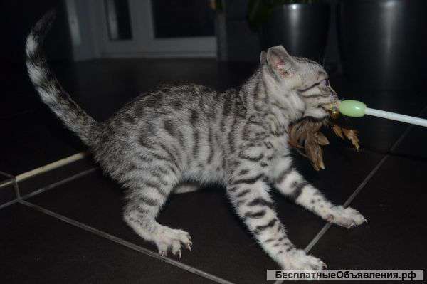 Бенгальских котят