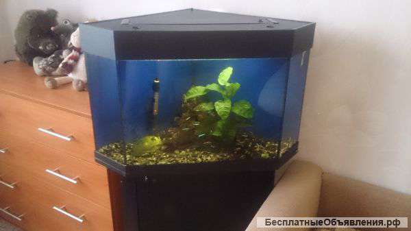 Аквариум с тумбой 90 литров