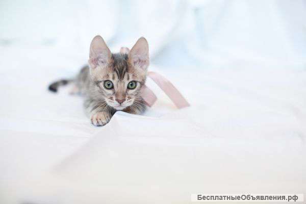 Бенгальские котята, питомник