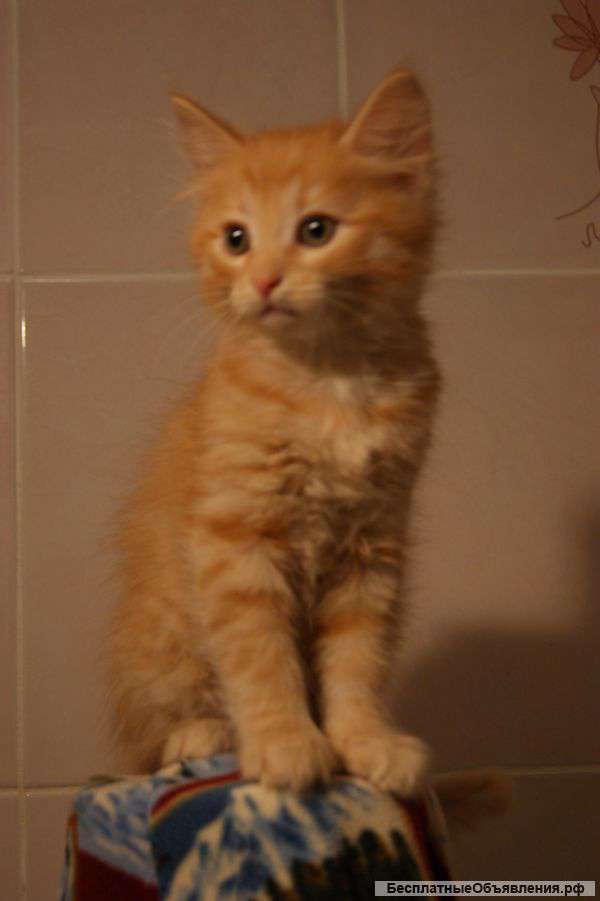 Рыженький котёнок