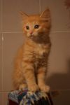 Рыженький котёнок