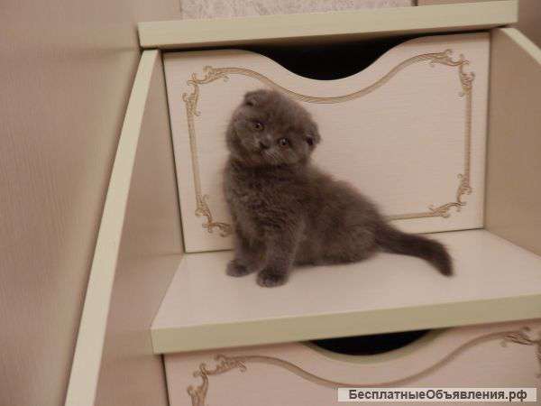 Плюшки игрушки