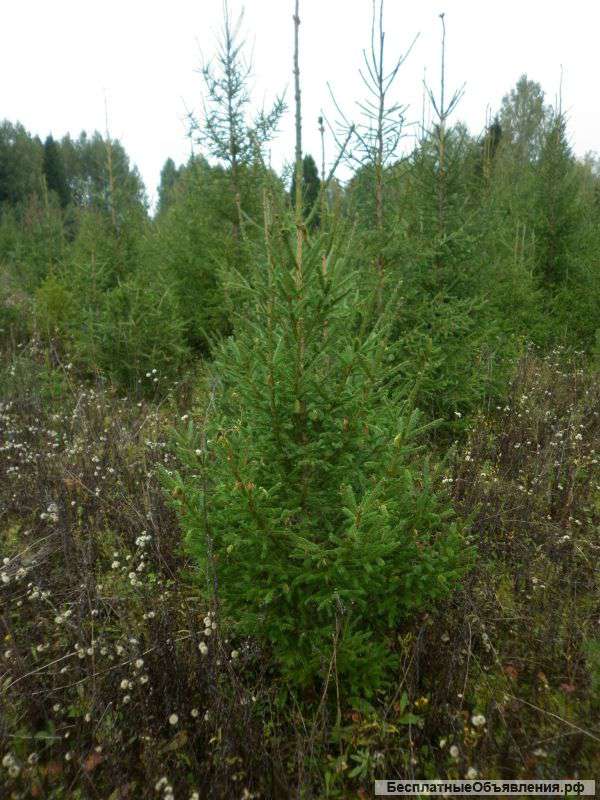 Елка новогодняя