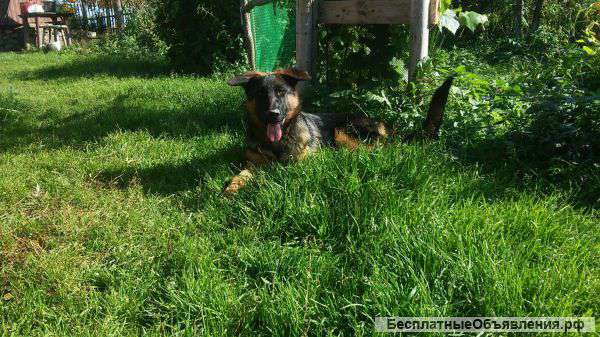 Щенок немецкой овчарки
