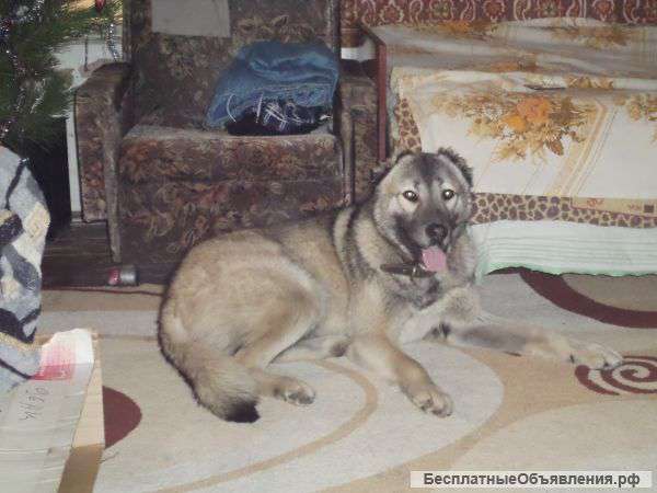 Щенки кавказской овчарки