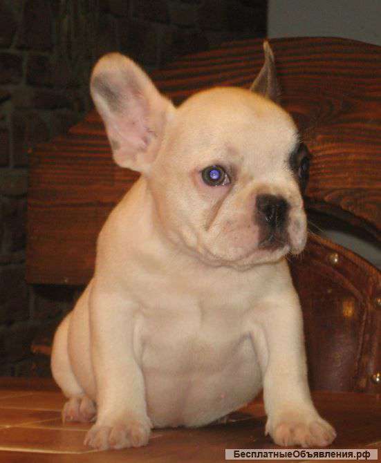 Французские бульдоги шенки продаются. Клуб РКФ.