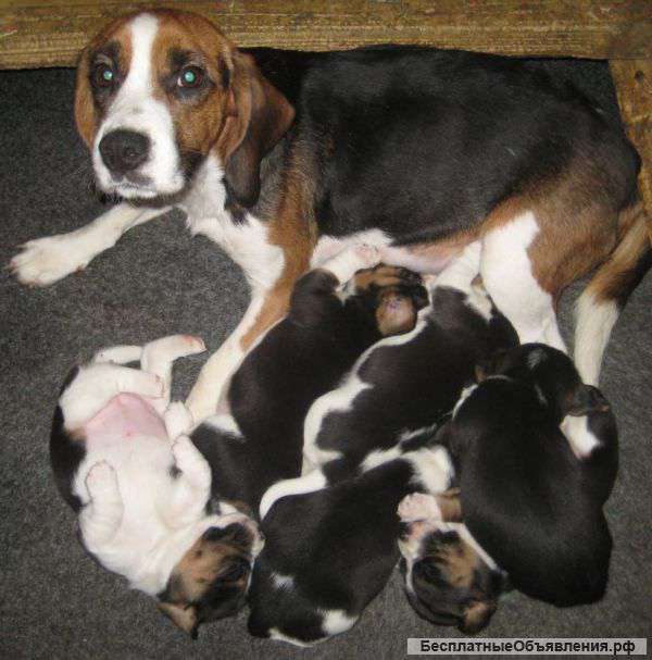 Открыто резервирование щенков бигля. Клуб РКФ.