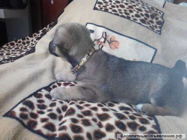 Пристрою маленькую девочку дворняжечку