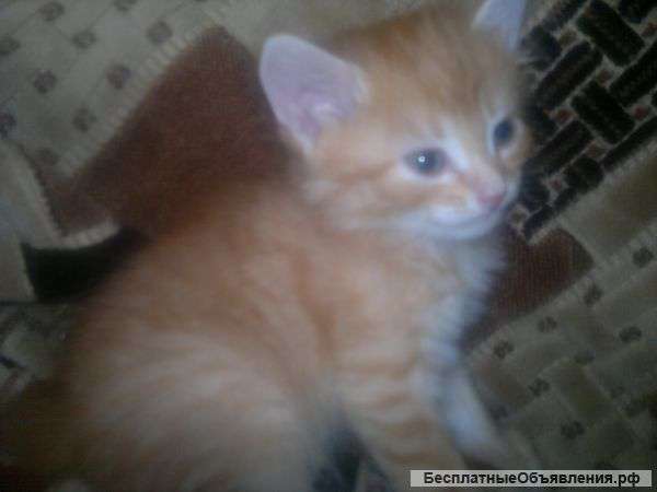 Отдам в добрые руки