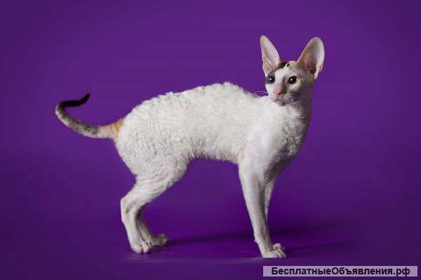 Котята Корниш рекс