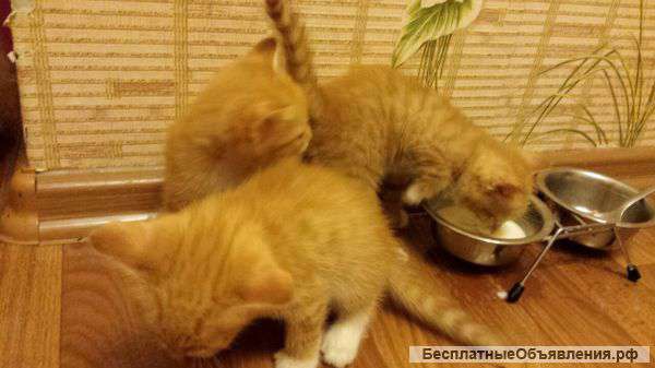 Отдадим котят в хорошие руки