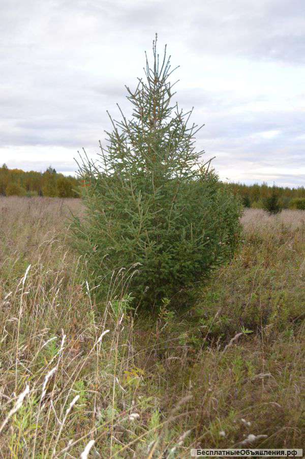 Живые новогодние елки оптом