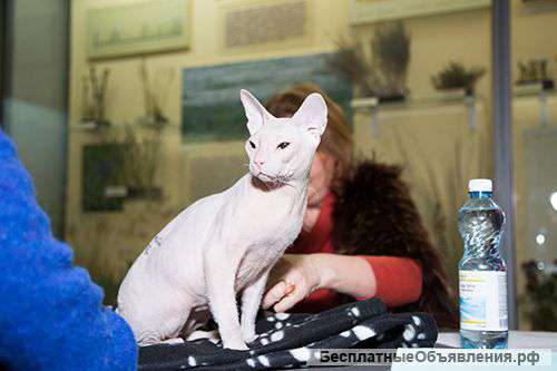 Белый котик донского сфинкса с татушками в разведение