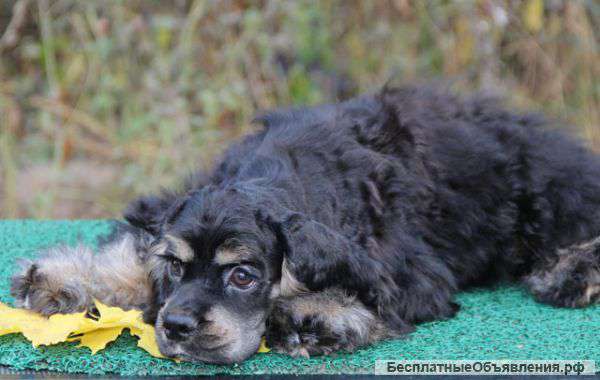 Очаровательные щенки Американский кокер спаниель