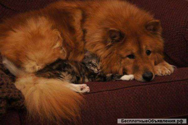 Гостиница для животных