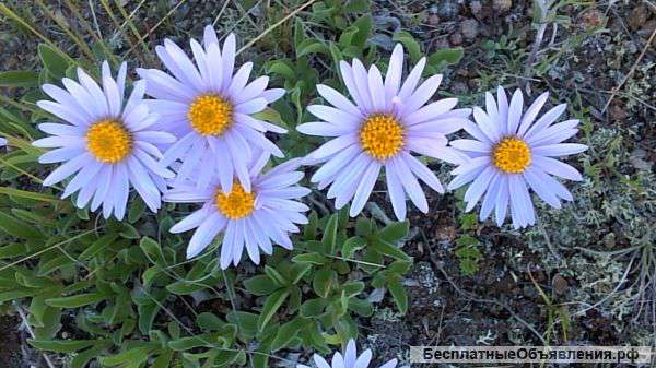 Студию или обменяю