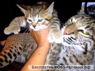 Котята Пиксибоб рысята