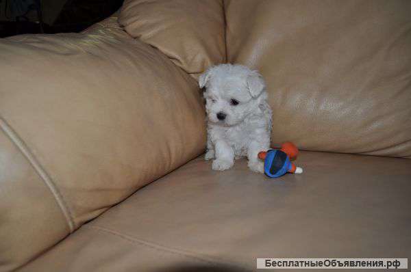 Мальтийская болонка