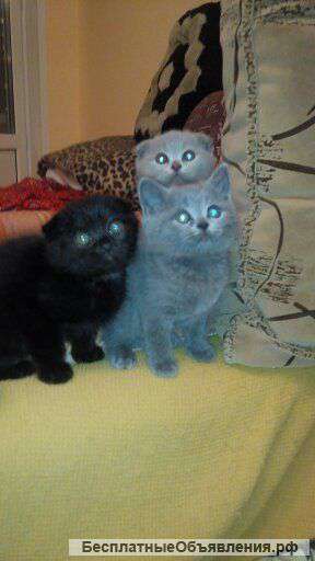 Шотландские котята