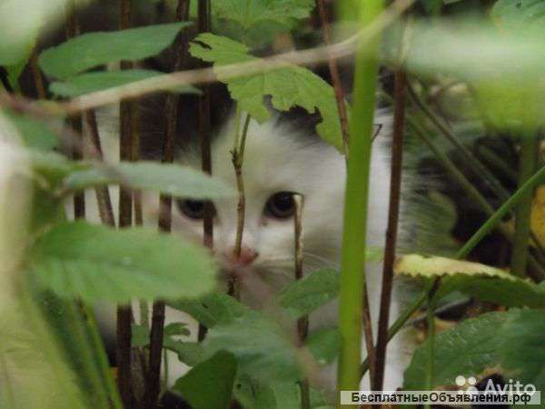 Котёнок 3 месяца,мальчик