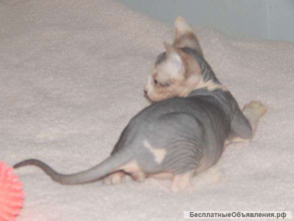 Мальчик канадского сфинкса