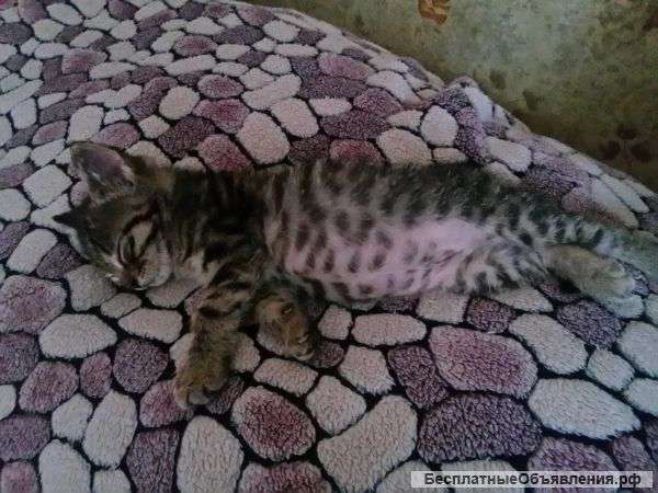 Котенок в добрые руки