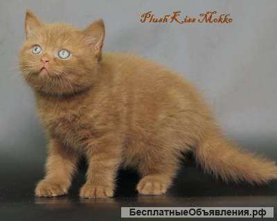 Чистопородные британские котята из питомника