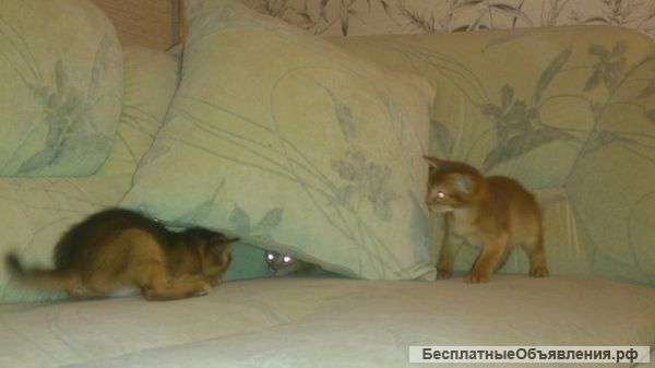 Абиссинские котята