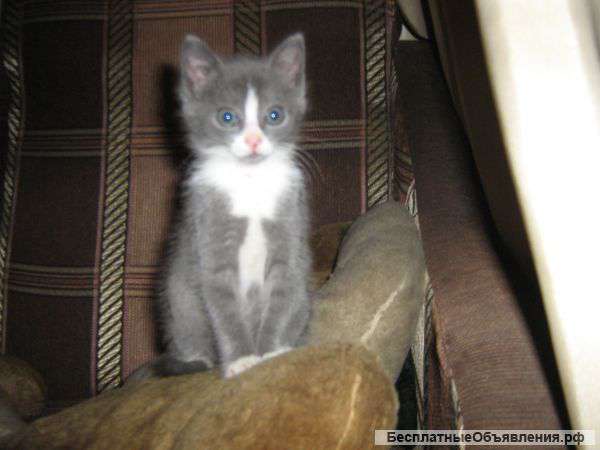 Котенок из оврага